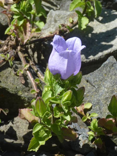Campanula incurva 5